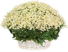 Цветочная композиция из Ромашки в корзине #REPLACE_PRED# Шерегеше